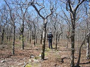 Black Fork Stunted Oaks.